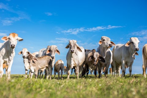 Pecuaristas que investem na qualidade do solo do pasto ampliam lucro