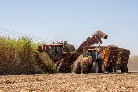 Etanol, açúcar e renovação de canaviais: o que a Unica pensa para o setor