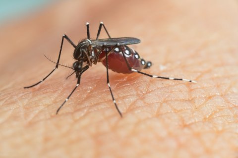 Dengue: cuidar da saúde, evitar automedicação e combater criadouros do mosquito são condutas fundamentais