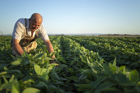 Soja passa cana e é destaque no ranking do agro em SP