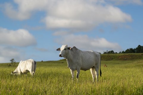 São Paulo: alta tímida no consumo de calcário afeta produção de carne