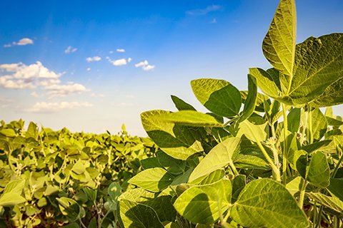 Como plantar soja: agrônomo responde dúvidas sobre fertilidade do solo e os grãos