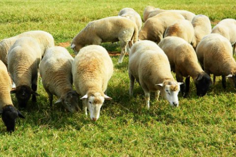 Da lavoura à pastagem, agricultores relatam os benefícios do calcário