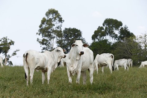 Calcário ajuda pecuarista a obter melhor preço na arroba do boi